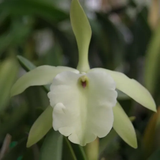 Brassavola glauca (Brassavola)