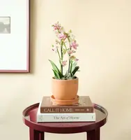 Mini Orchid — Small Plant / Ceramic Bowl