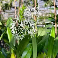 Bulbophyllum Laxiflorum Orchid Comes in 2" Pot