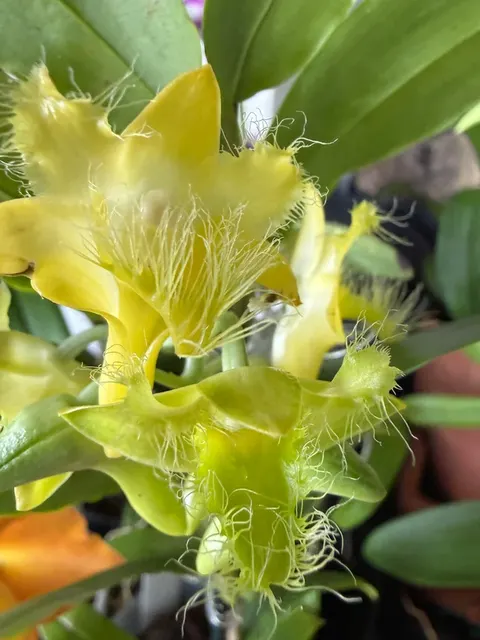 Dendrobium roslii species orchid (Dendrobium)