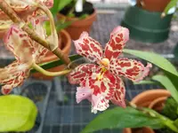 Wilsonara Eye Candy ‘Pinkie’ (4″ pot)