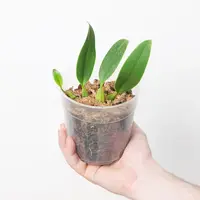 Bulbophyllum saurocephalum — 9cm