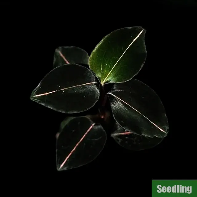 Anoectochilus 'The Wizard of Oz'