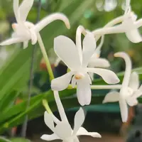 Neofinetia falcata