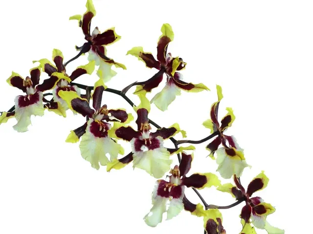 Oncostele Wild Cat (Oncostele)