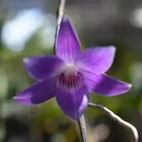 Den. miyakei X Den. victoria reginae