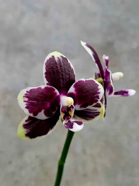 Phalaenopsis Bright Peacock 'Black & White Chocolate' (Phalaenopsis)