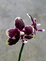 Phal. Bright Peacock ‘Black & White Chocolate’