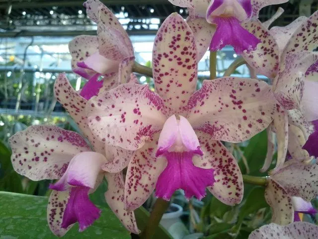 Laelia bregerii x 'Carmilla'