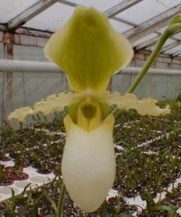 Paphiopedilum glaucophyllum 'album'