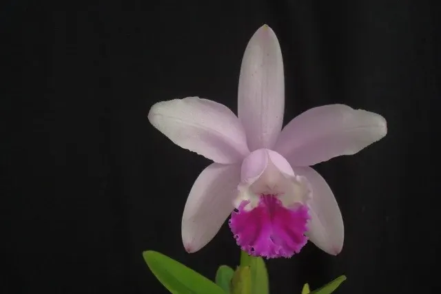 Cattleya intermedia