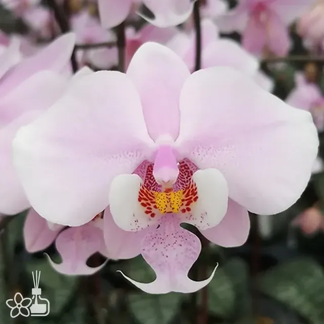 Phalaenopsis schilleriana 'MSH'