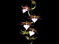 Rhynchostele bictoniensis