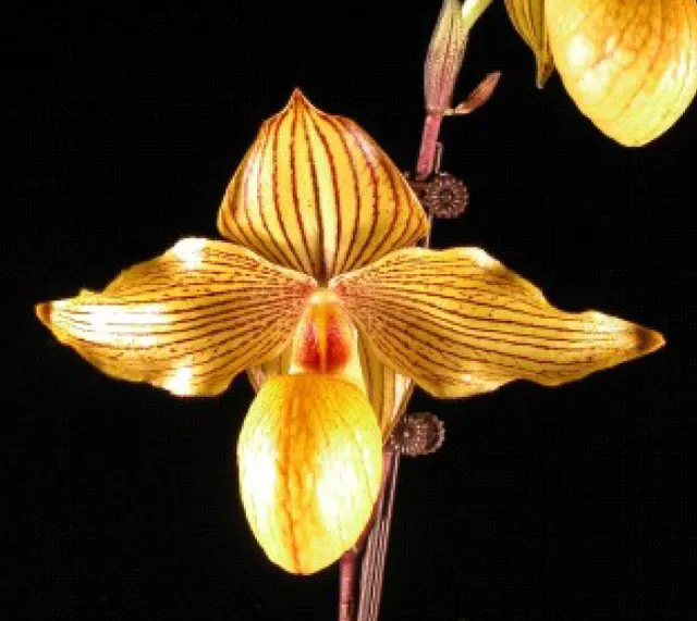 Paphiopedilum Dollgoldi (Paphiopedilum)