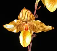 Paph. Dollgoldi (rothschildianum x armeniacum)