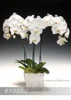 White Butterfly Orchid 3 Spikes in Silver Pot