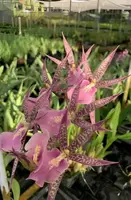 Miltassia C.M. Fitch ‘Izumi’ – Exotic Spider Orchid