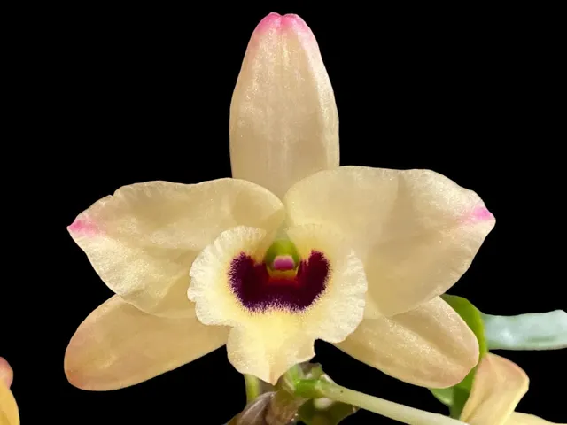 Dendrobium Tianmu Canary