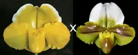 Paphiopedilum San Francisco 'Grand Gold' AM/AOS x Kimura's Present 'Papa Aroha'