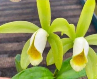 Cattleya forbesii 'alba'