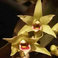 Dendrobium officinale ,'Variegated' sp.