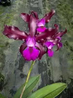Laeliocattleya Mi Morena — Potted