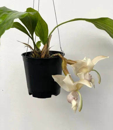 Stanhopea reichenbachiana x self 'Eve'