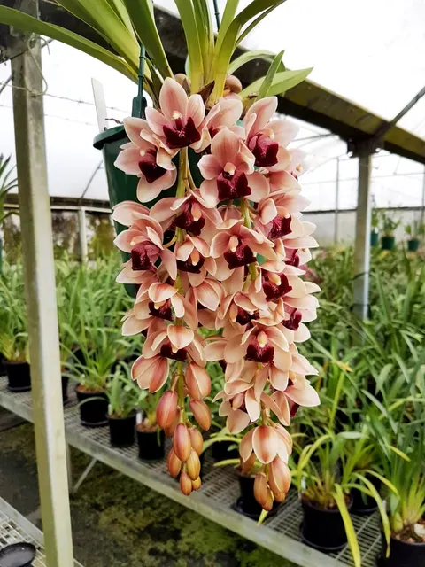 Cymbidium Mary Green 'Jackpot'
