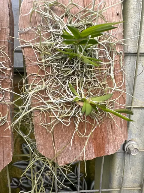 Tolumnia guianensis (Tolumnia)