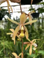 Coelogyne velutina
