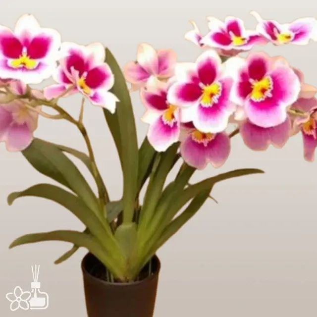 Miltoniopsis Enzan Spring 'White Nebura'