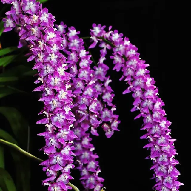 Aerides rosea (Aerides)