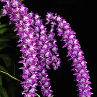 Rare Species Orchid Vanda Aerides rosea Mature Live Orchid