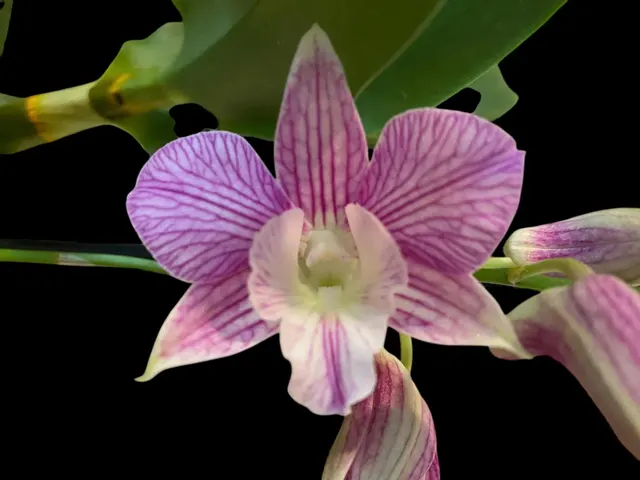 Dendrobium Hawaiian Stripes