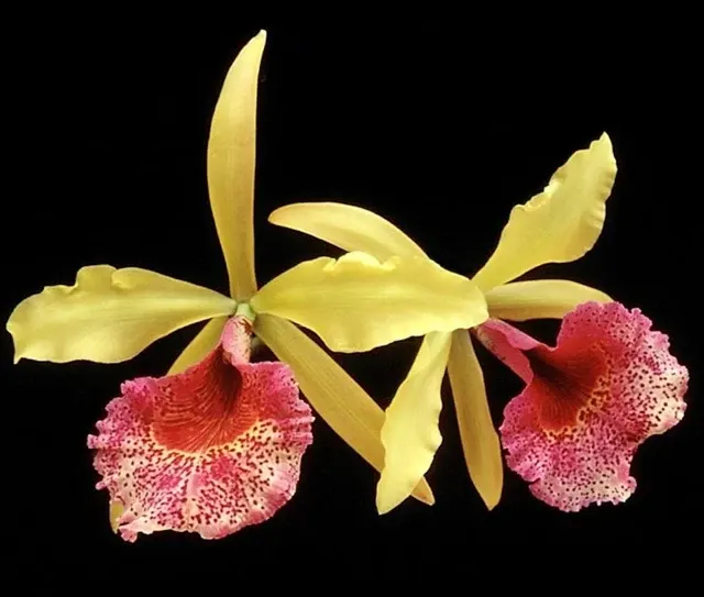 Brassocattleya Keowee AM/AOS Parfumata 'Mendenhall'