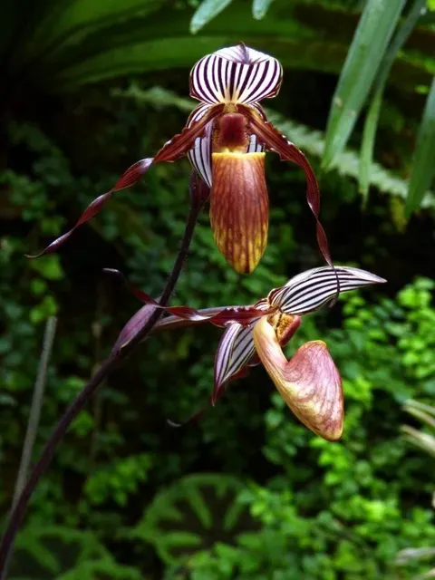 Paphiopedilum gardineri