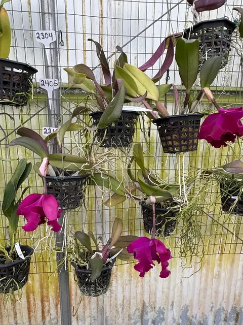 Rhyncholaeliocattleya Caotun Beauty (Rhyncholaeliocattleya)