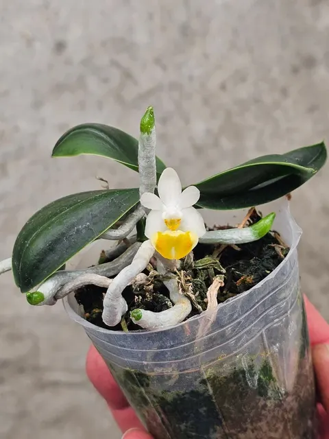Phalaenopsis lobbii 'Yellow Lip'