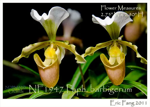Paphiopedilum barbigerum var lockianum 'Note: Limited. Premium Mature Size Has 2-4 Growthes.'