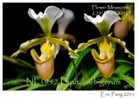 Paph. barbigerum var lockianum 'Note: Limited. Premium Mature Size has 2-4 growthes. ' (" MIni Bird " x " Green Lantern' )