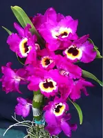 Dendrobium Maple Red Orchid Live Plant I Rare Hybrid Orchid | Tri-Color Blooms | Potted Orchid | Only One Available