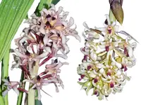 Xylobium squalens