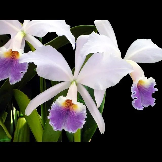 Cattleya jenmanii var coerulea
