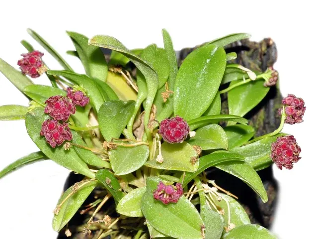 Platystele umbellata (Platystele)