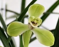 Cymbidium goeringii x erythraeum (Cymbidium)