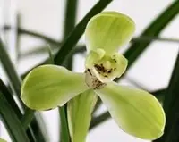 Orchid Seedling 50mm Pot Size - Cymbidium goeringii x erythraeum