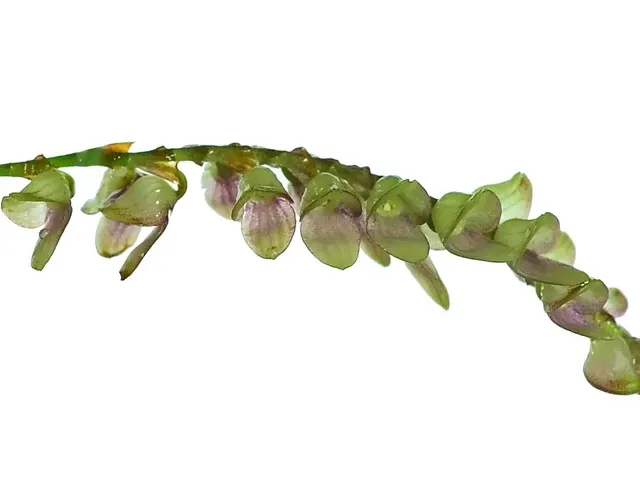 Stelis langlassei minor (Stelis)