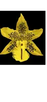 Oncostele TIGER BARB ‘Exotic Gold’