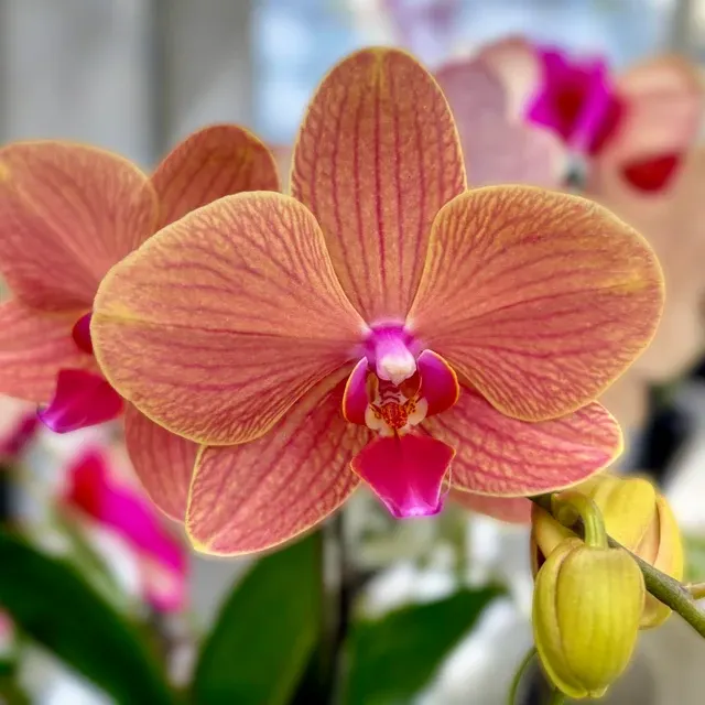 Phalaenopsis Apple Pie
