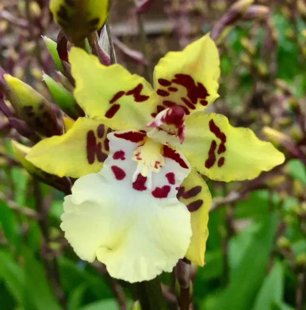 Oncidium Wildcat 'White Fairy'